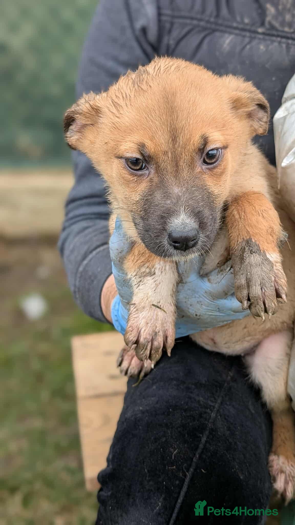 Mixed Breed dogs Diamond for adoption - Advert 1