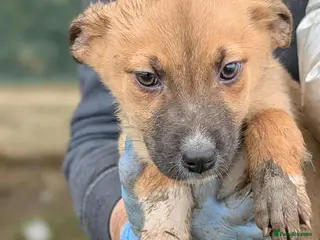 Mixed Breed dogs Diamond for adoption - Advert 1