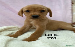 Labrador Retriever dogs for sale: Labrador Retriever - Image 33