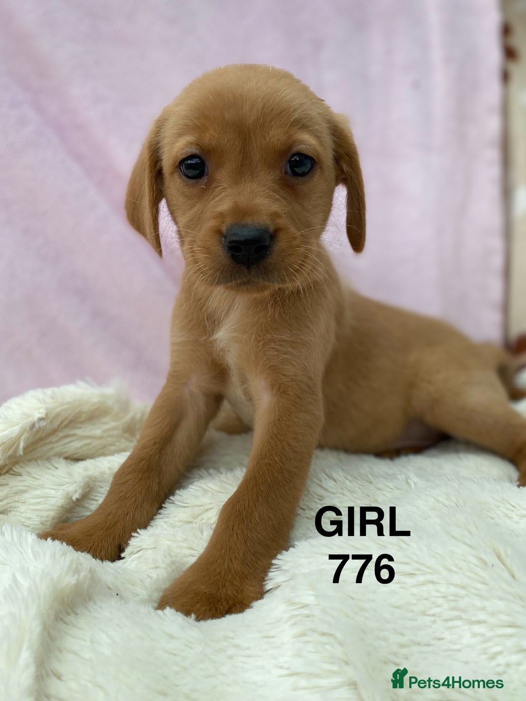 Labrador Retriever dogs for sale: Labrador Retriever - Image 33