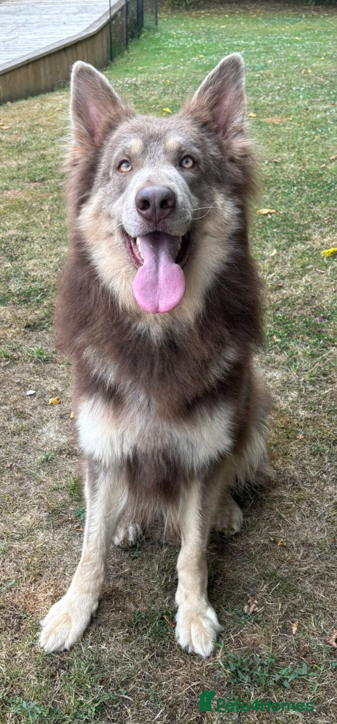 German Shepherd dogs KC health tested Isabella for stud  in Bedford - Advert 4