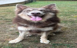 German Shepherd dogs for stud: KC health tested Isabella for stud  in Bedford - Image 1