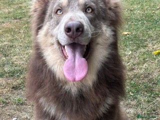 German Shepherd dogs in Bedford - Advert 25