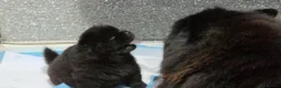 Chow Chow dogs for sale: Kc registered violet chow chows  - Advert 11