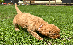 Labradoodle dogs for sale: Gorgeous F1b Labradoodle Puppies for loving homes. - Image 14