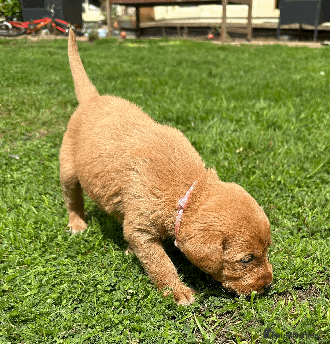 Labradoodle dogs for sale: Gorgeous F1b Labradoodle Puppies for loving homes. - Image 14