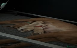 Labrador Retriever dogs for sale: Home bred working Labrador puppies - Image 8