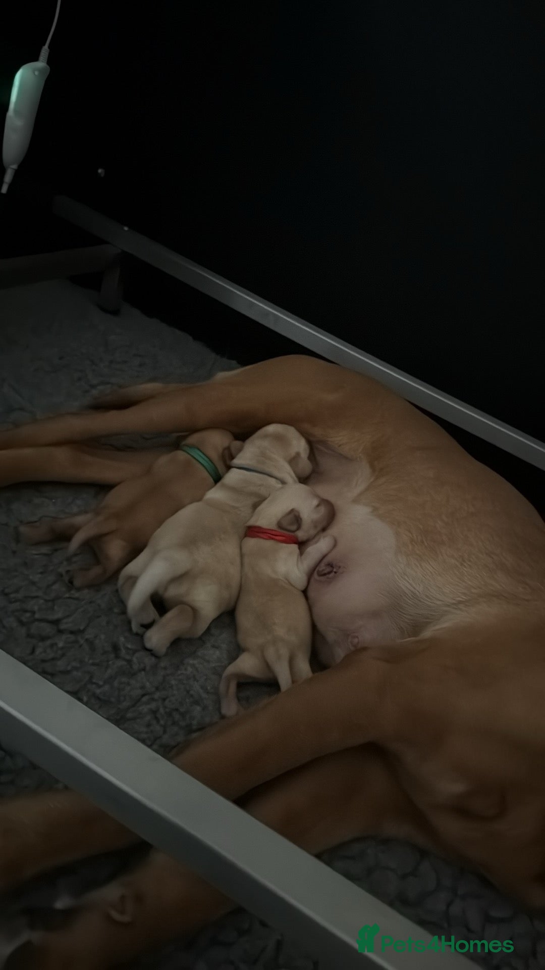 Labrador Retriever dogs for sale: Home bred working Labrador puppies - Image 8