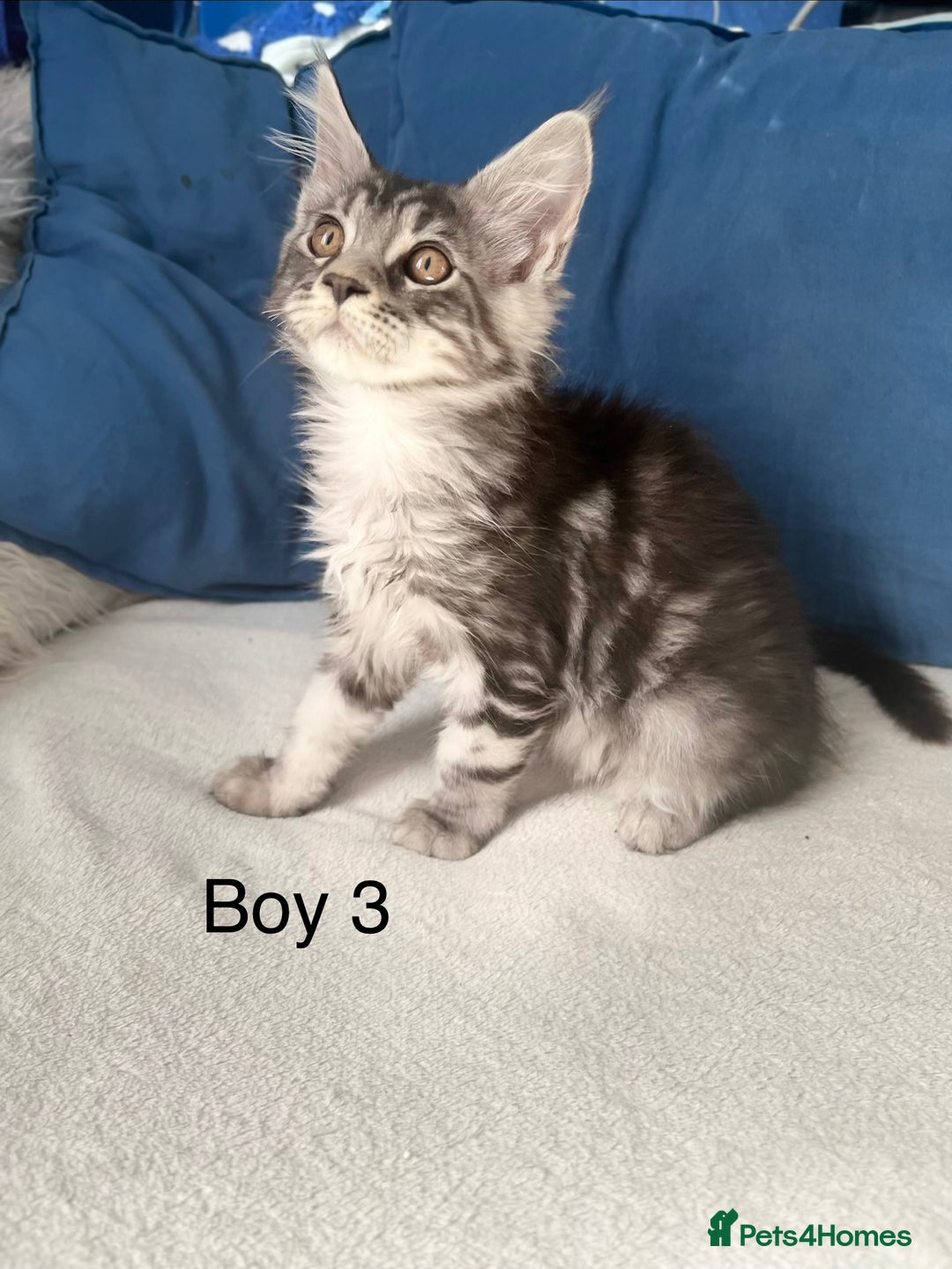 Maine Coon cats for sale: XXL  Ready Now TICA pure bread Maine Coon Kittens  - Image 21