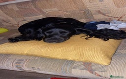 Cocker Spaniel dogs for stud: KC registered Cocker Spaniel Striker for stud - Image 12