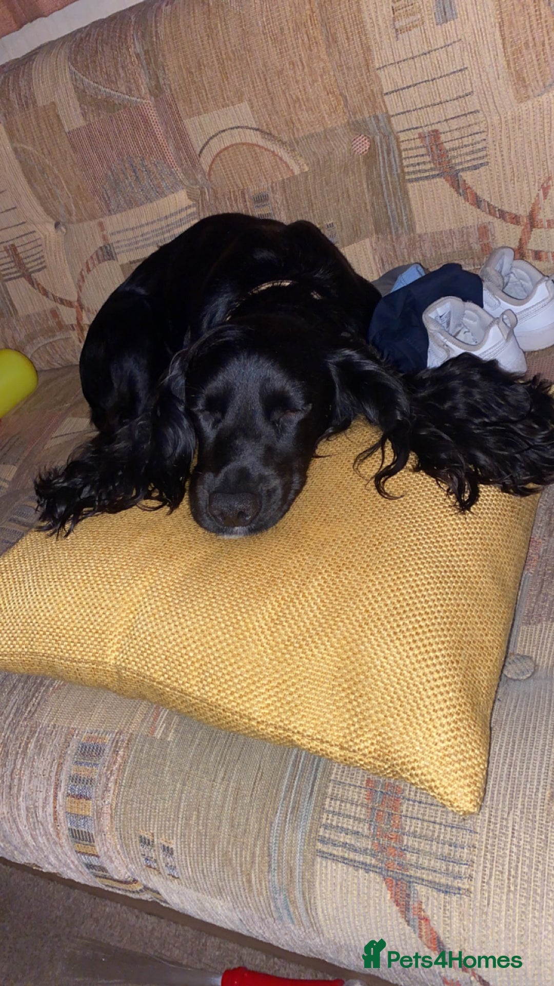 Cocker Spaniel dogs for stud: KC registered Cocker Spaniel Striker for stud - Image 12