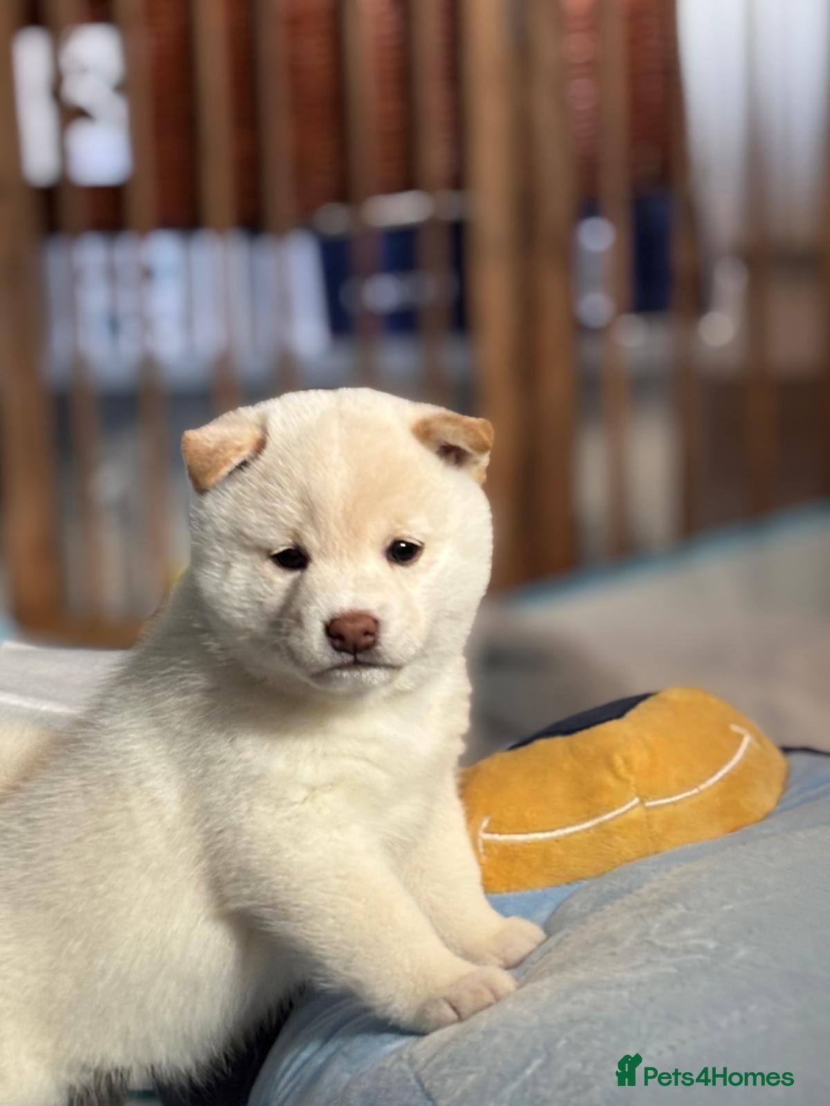 Japanese Shiba Inu dogs KC REGISTERED JAPANESE SHIBA INU PUPPIES  - Advert 7