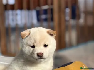 Japanese Shiba Inu dogs KC REGISTERED JAPANESE SHIBA INU PUPPIES - Advert 7