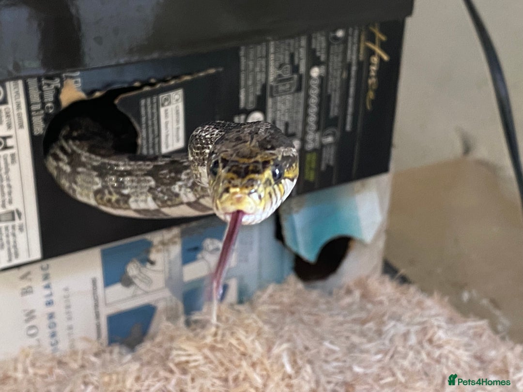 Dragon reptiles for sale: Charcoal female corn snake needs new home - Advert 2