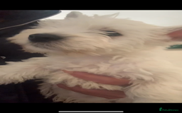 West Highland Terrier dogs for sale: Kc Westie pups  - Image 2