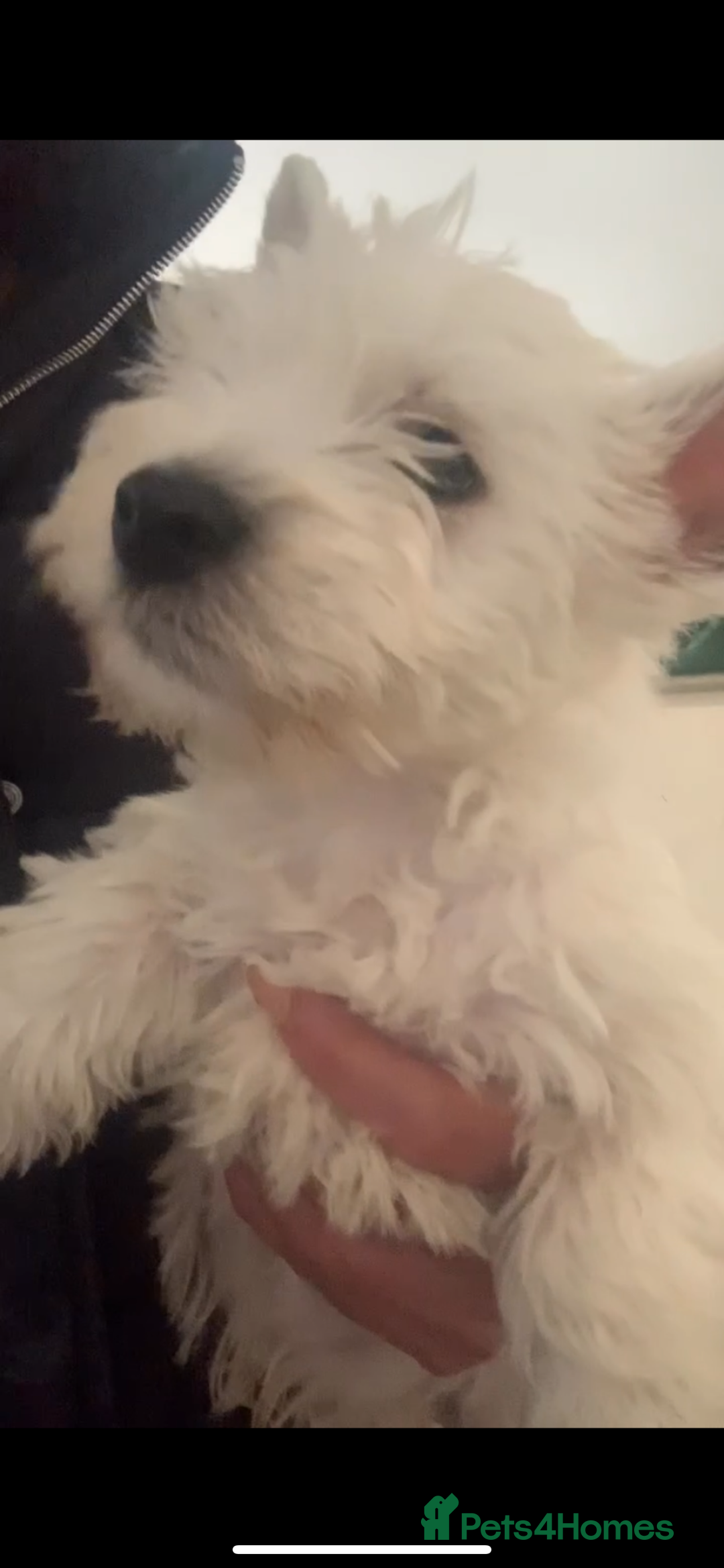 West Highland Terrier dogs for sale: Kc Westie pups  - Image 2