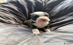 Mixed Breed dogs for sale: Beautiful puppies available – Reserve yours now! - Image 2
