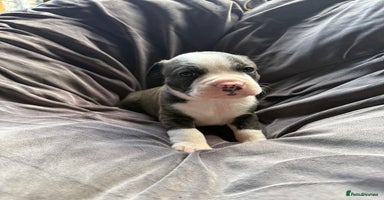 Mixed Breed dogs - Advert 4