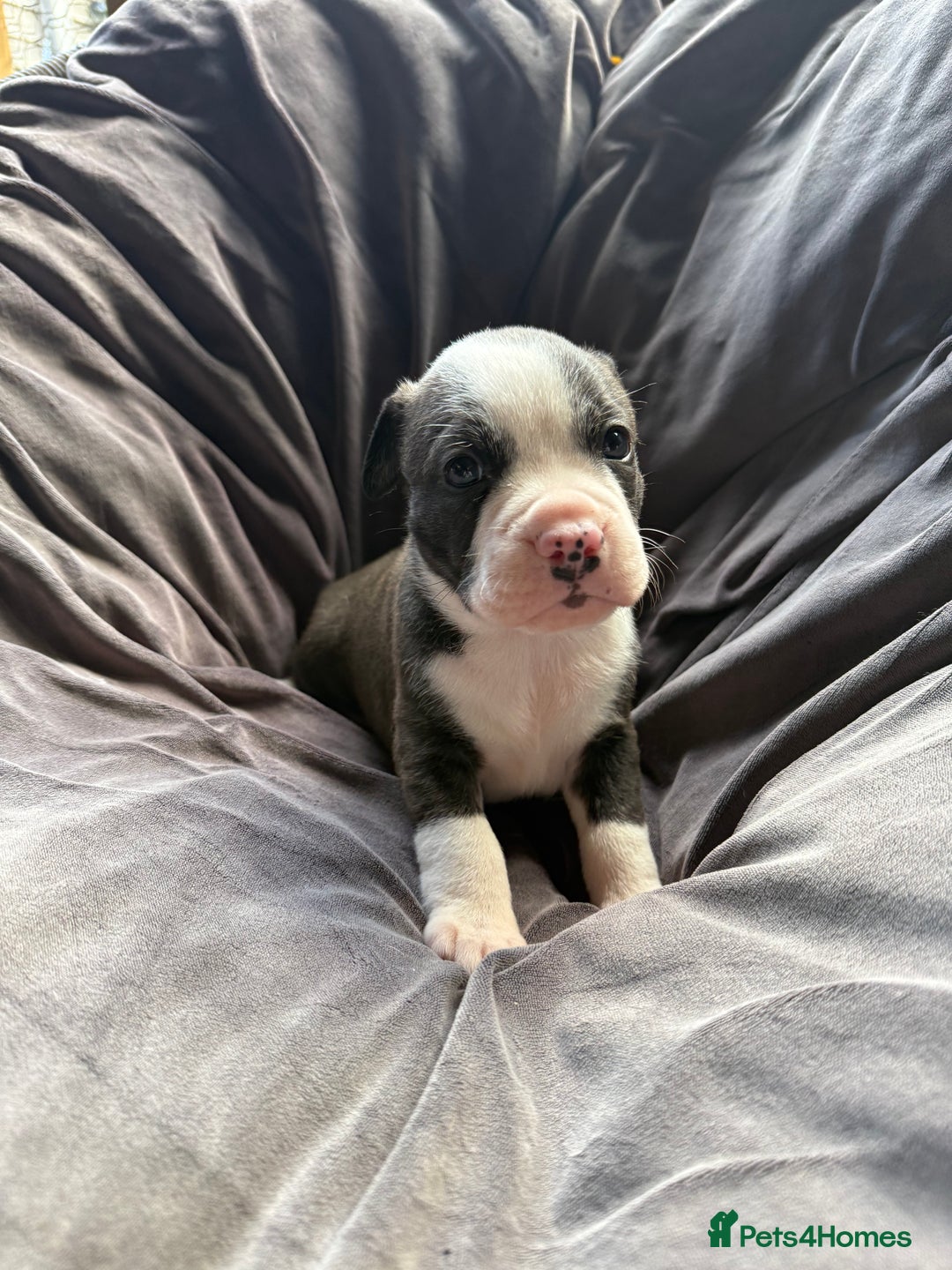 Mixed Breed dogs for sale: Beautiful puppies available – Reserve yours now! - Image 2