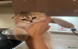 Scottish Fold cats for sale: Scottish Fold Kittens Ready for Loving Homes - Image 1