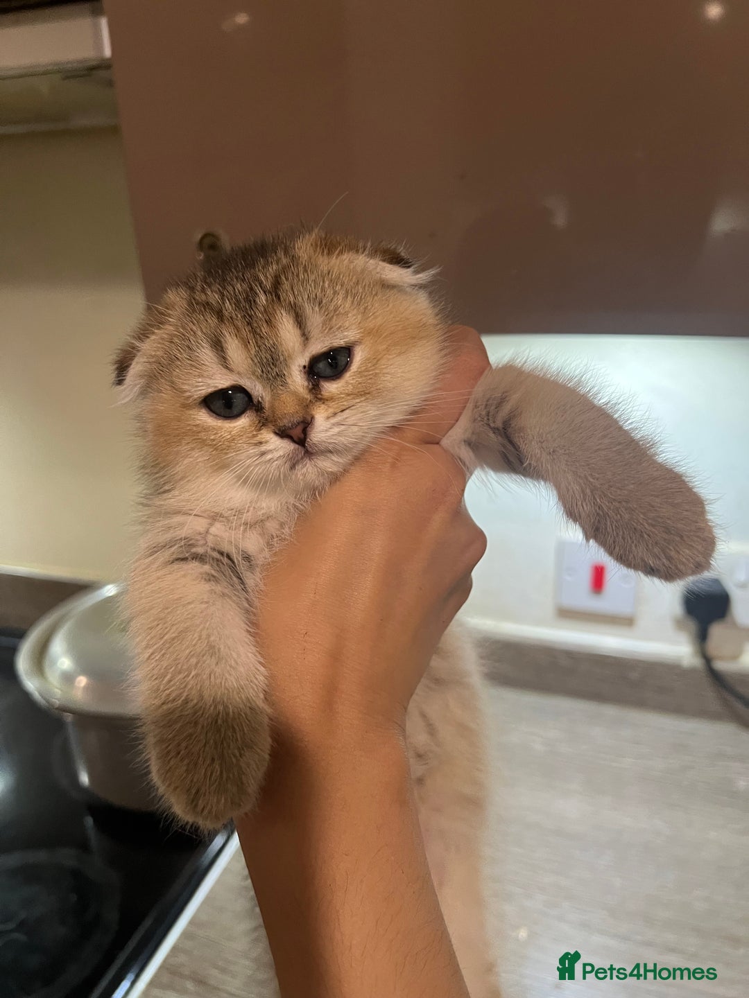Scottish Fold cats for sale: Scottish Fold Kittens Ready for Loving Homes - Image 1