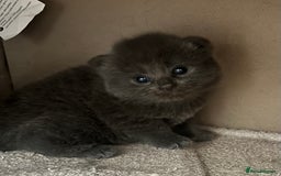 Ragdoll cats for sale: Beautiful grey ragdoll kittens  - Advert 1