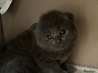 Ragdoll cats Beautiful grey ragdoll kittens - Advert 4