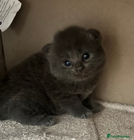 Ragdoll cats Beautiful grey ragdoll kittens - Advert 1