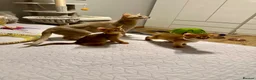 Abyssinian cats for sale: Abyssinian kittens 🌟😻🌟 - Advert 7