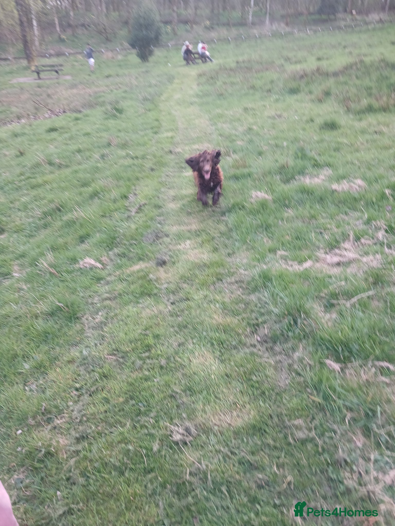 Sprocker dogs for sale: Cocker spaniel - Advert 8