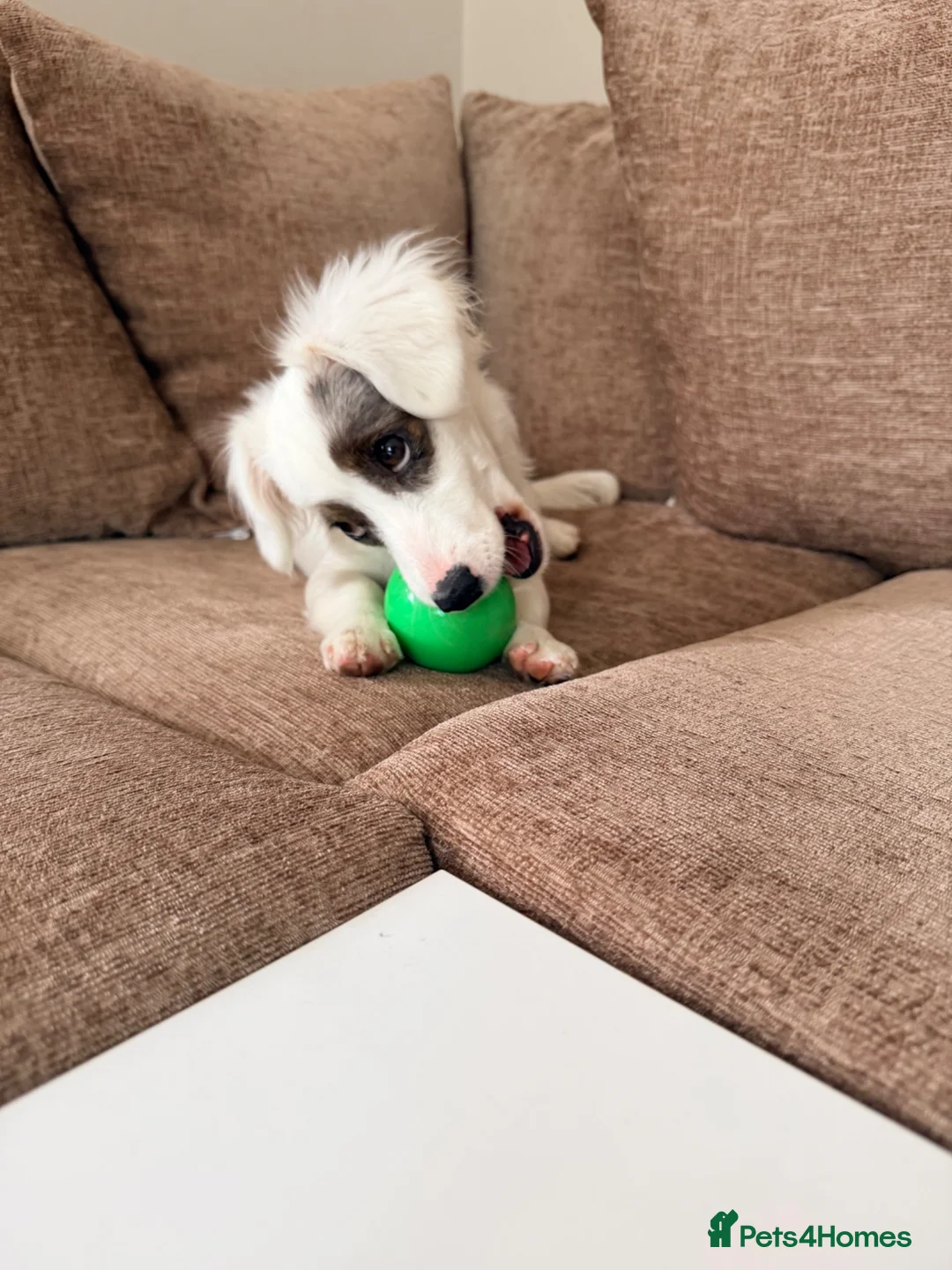 Jackshund dogs for sale: Narla - Advert 1