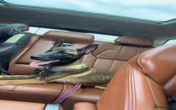 Belgian Shepherd Dog dogs for sale: Belgian malinois  - Advert 3