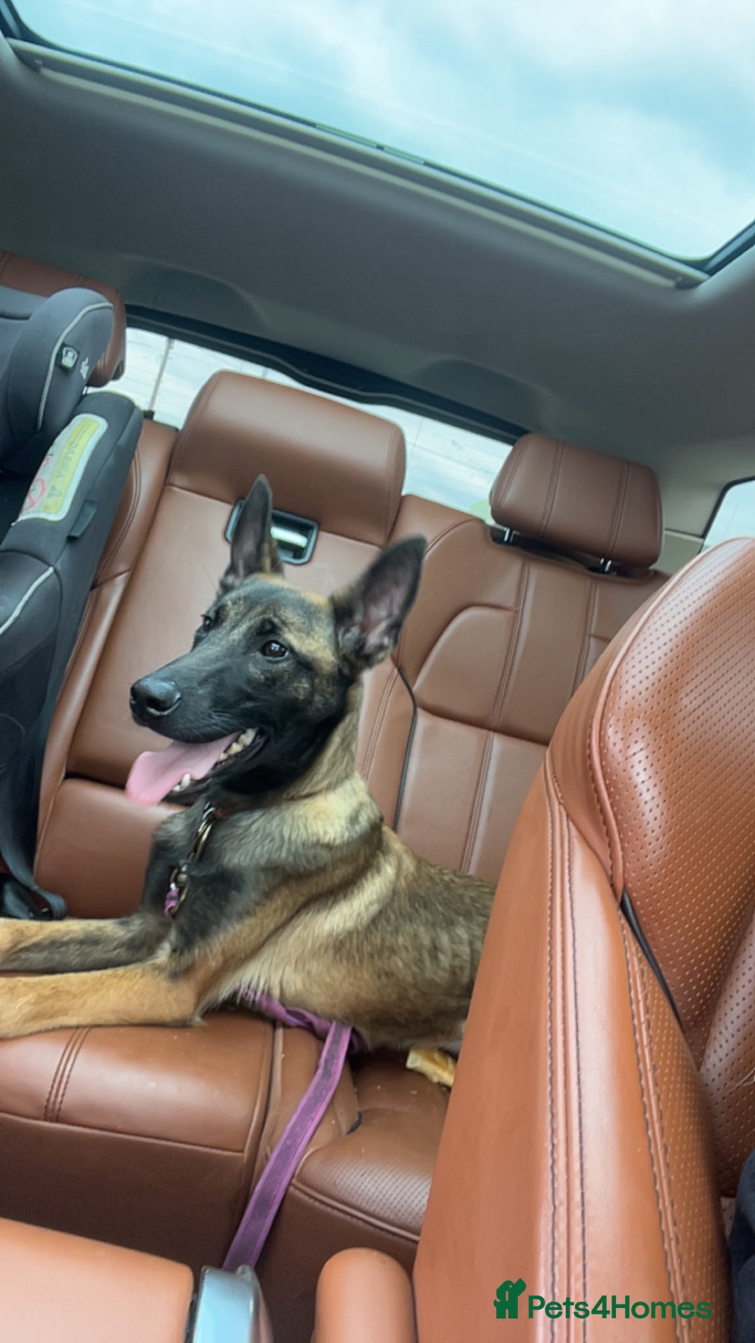 Belgian Shepherd Dog dogs for sale: Belgian malinois  - Advert 3