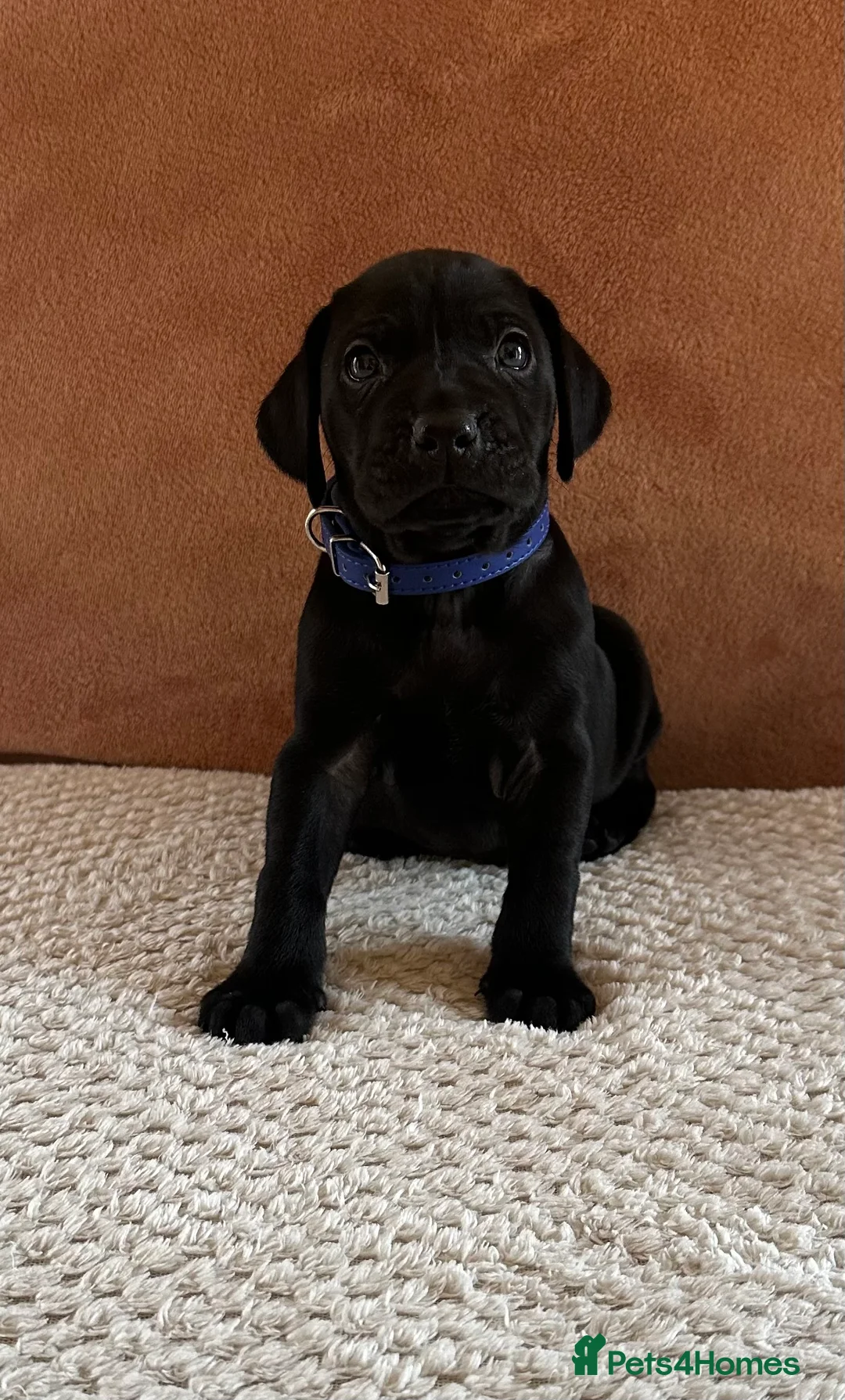 Mixed Breed dogs for sale: 1/9 F2 Weimador / Labmaraner  - Advert 27