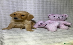 Golden Retriever dogs for sale: KC, Extensively health tested goldens boy and girl - Image 4