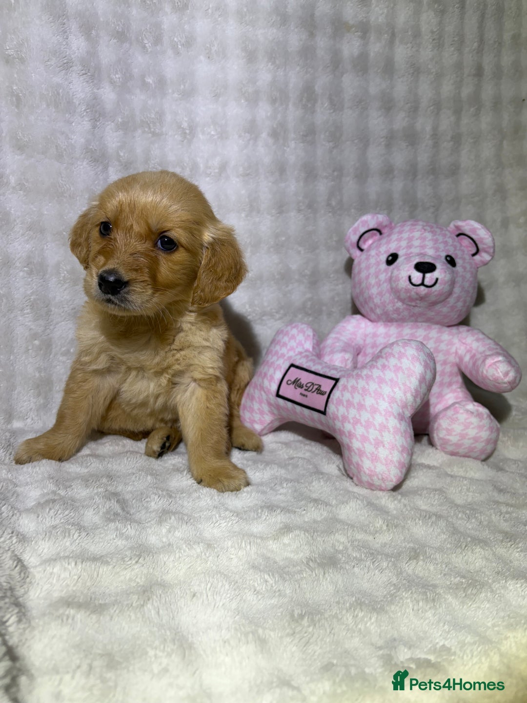 Golden Retriever dogs for sale: KC, Extensively health tested goldens boy and girl - Image 4