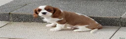 Cavalier King Charles Spaniel dogs for sale: Cavalier King Charles Spaniel puppy  - Advert 17