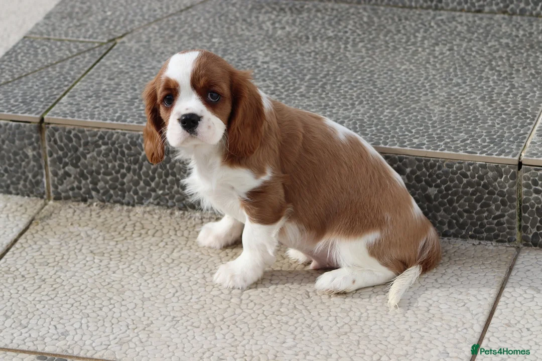Cavalier King Charles Spaniel dogs for sale: Cavalier King Charles Spaniel puppy  - Advert 17