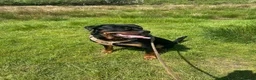 Rottweiler dogs for stud: 3 year old male for stud in exchange for a puppy  in Worcester - Advert 7