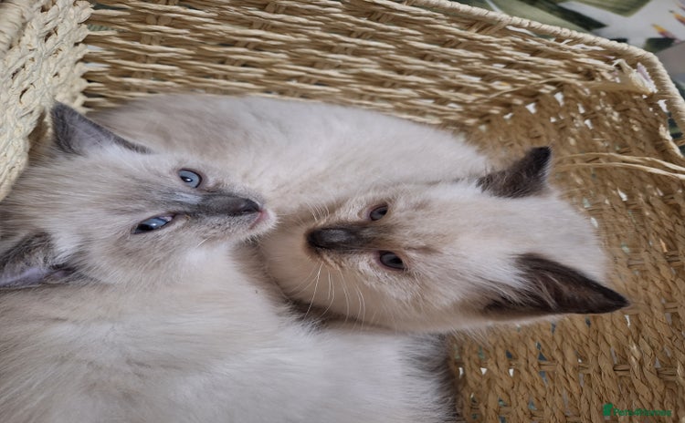 Ragamese cats - Advert 1