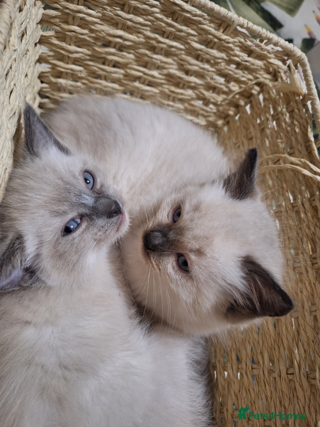 Ragamese cats for sale: 1 boy 1 girl ragamese kittens - Image 1