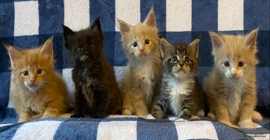 Maine Coon cats - Advert 2