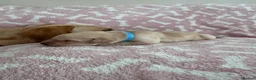 Labrador Retriever dogs for sale: Labrador puppies for sale. 1 golden boy left now. - Advert 26