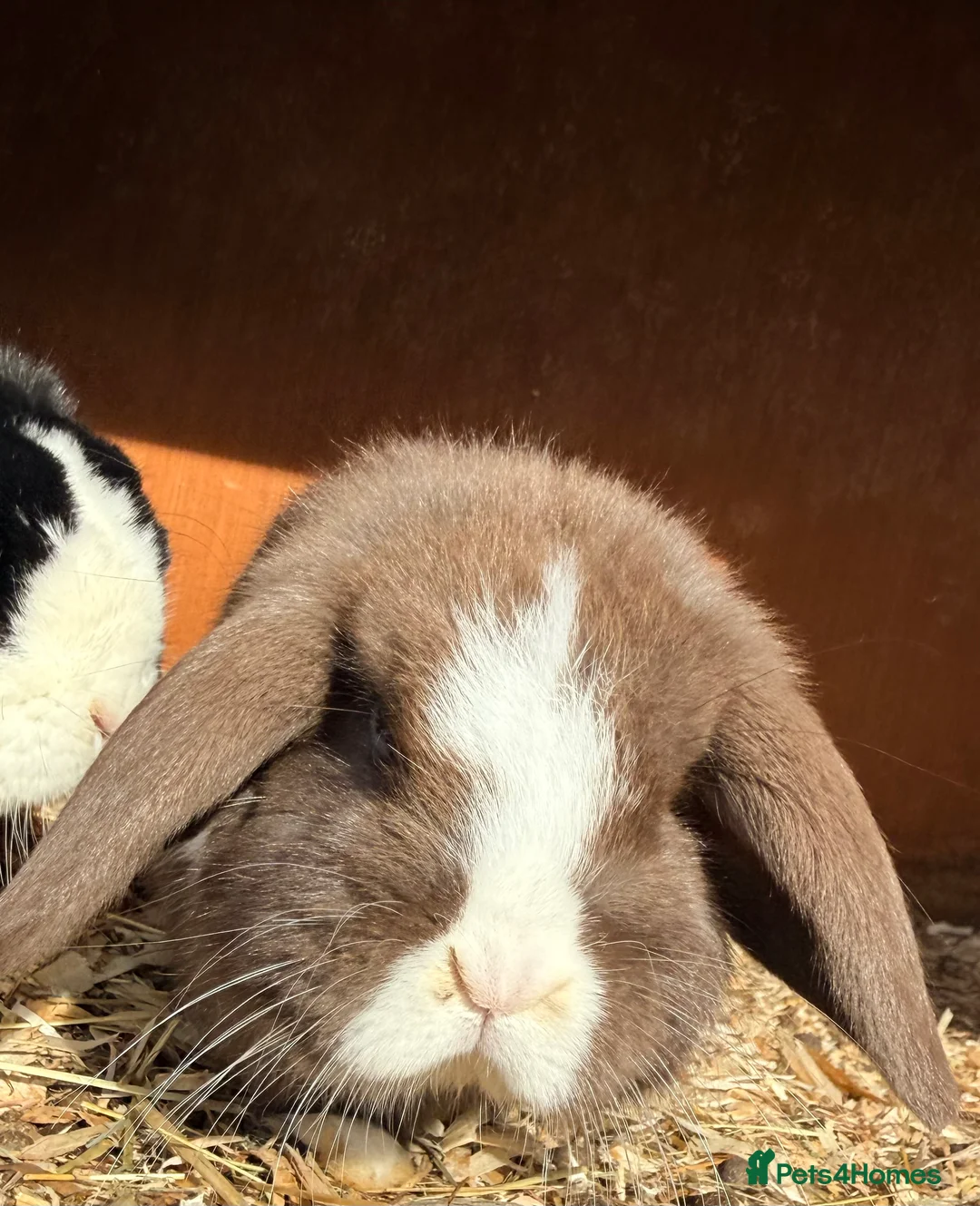 Mini Lop rabbits for sale: Baby mini lop - Advert 2