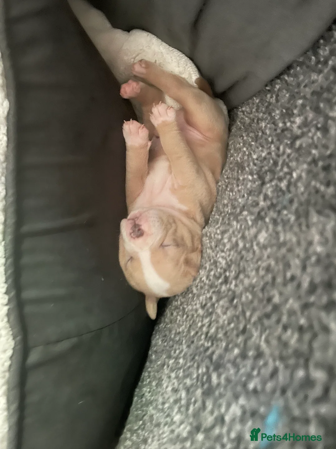American Bully dogs for sale: American Pocket bully’s puppies  - Advert 10