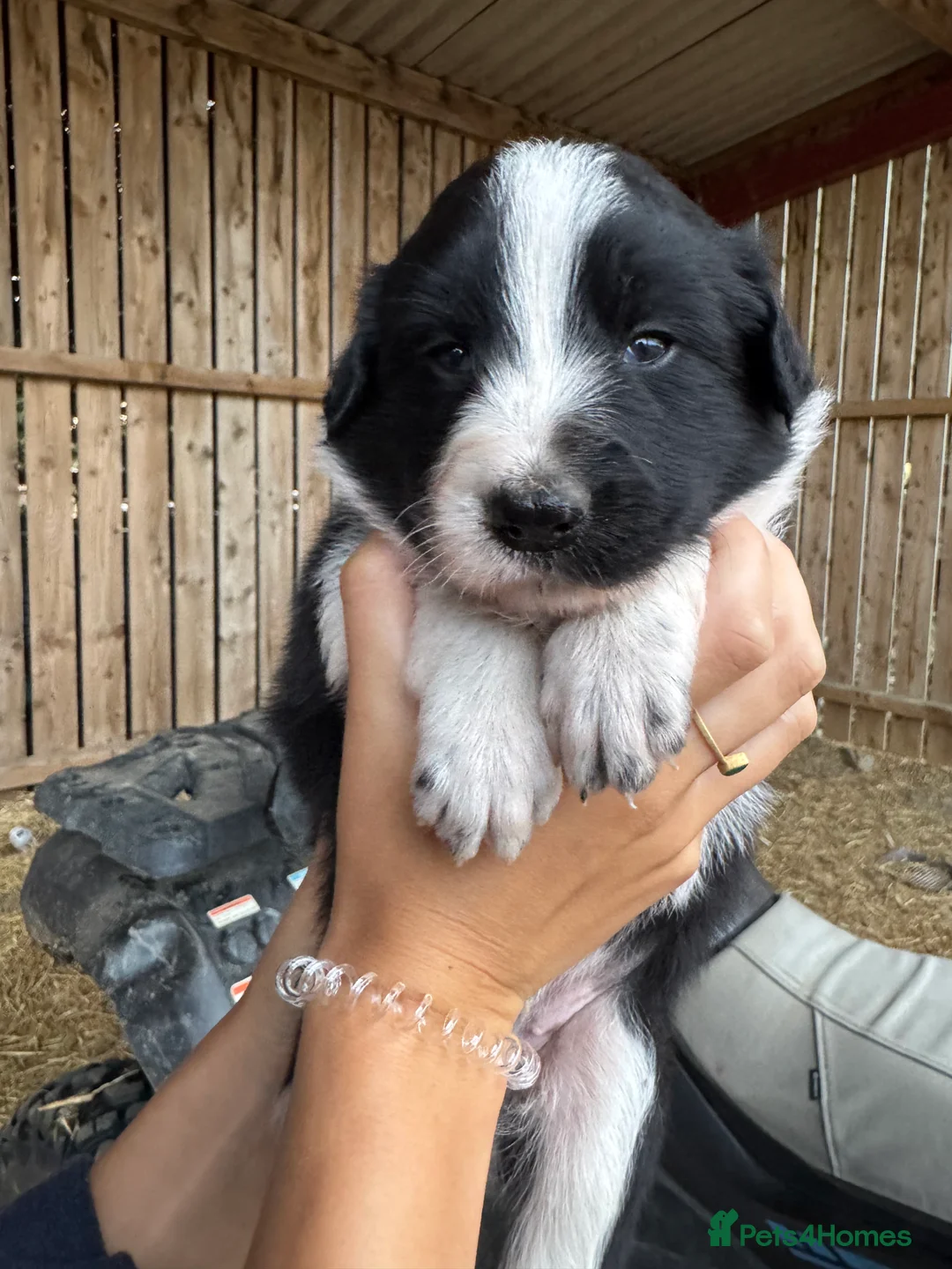 Border Collie dogs for sale: Very Cute Fluffy Border Collie Pups - Advert 39