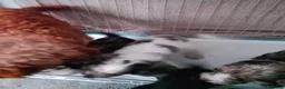 Cockapoo dogs for sale: Amazing cockapoos  - Advert 3