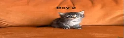 Siamese cats for sale: Mixed Siamese kittens for sale  in Colchester - Advert 5