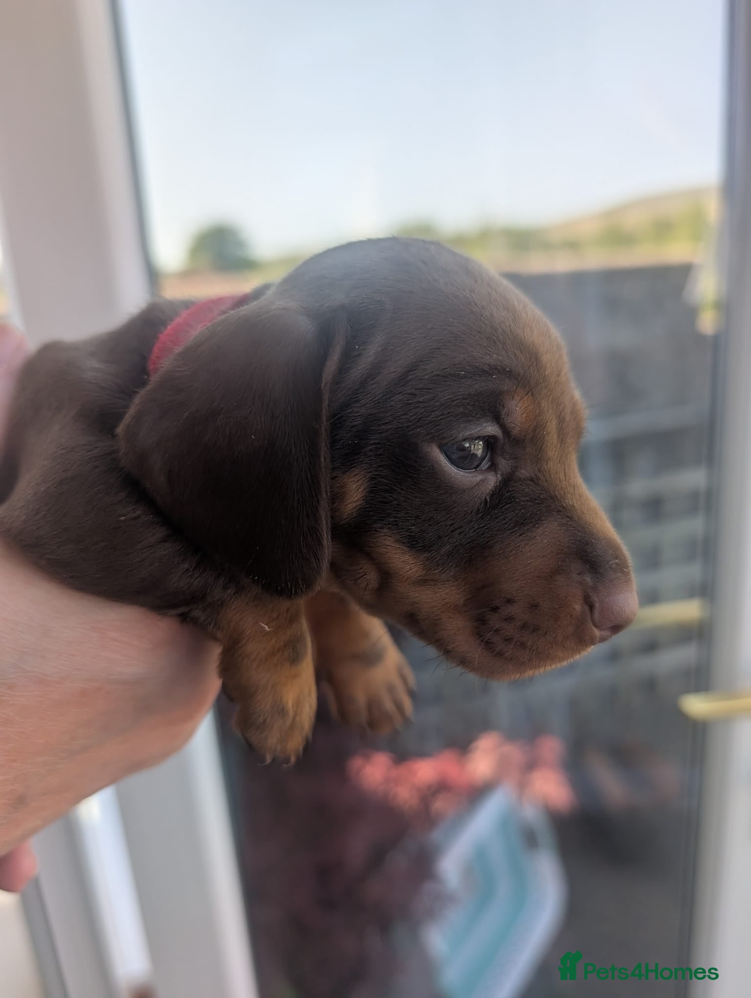 Miniature Dachshund dogs 2 adorable chocolate tan biys - Advert 5