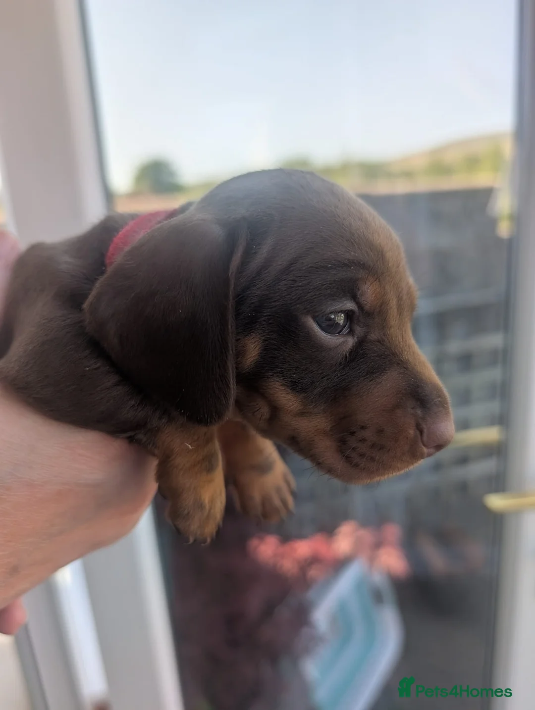 Miniature Dachshund dogs for sale: 2 adorable chocolate tan biys - Advert 1